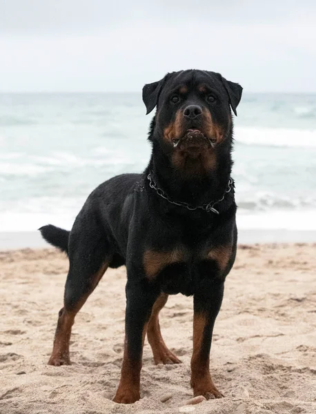 Genç Rottweiler baharda sahilde koşuyor.