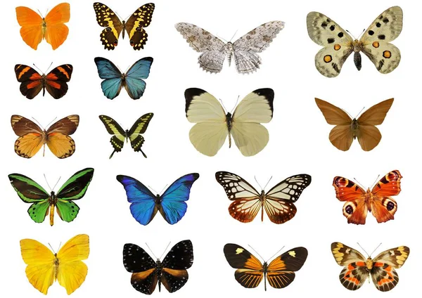 Grup beyaz arka plan önünde güzel renkler kelebek