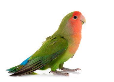 Şeftali yüzlü cennet papağanı beyaz arka plan önünde