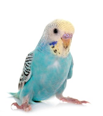 Beyaz arka plan önünde genç muhabbet kuşu