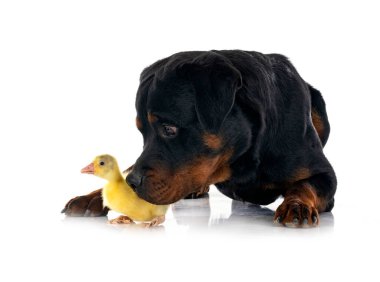 safkan Rottweiler ve beyaz arkaplanın önünde homurdanmak