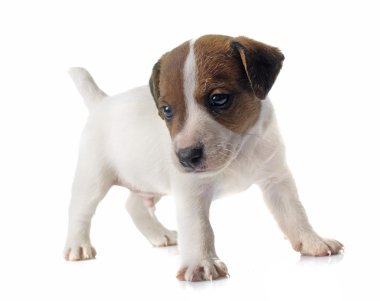 yavru jack russel terrier