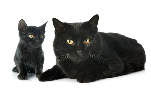 Schwarze Katzen — Stockfoto