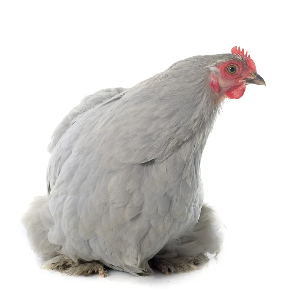 Pekin chicken — Stock Photo, Image