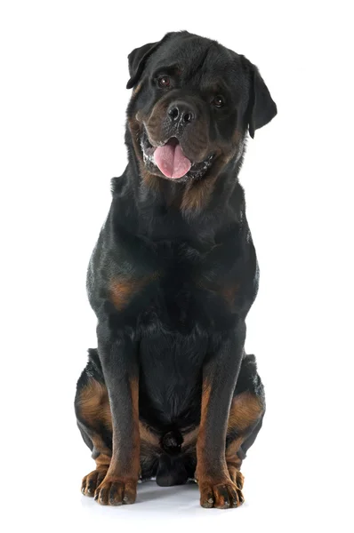 Rottweiler — Stockfoto