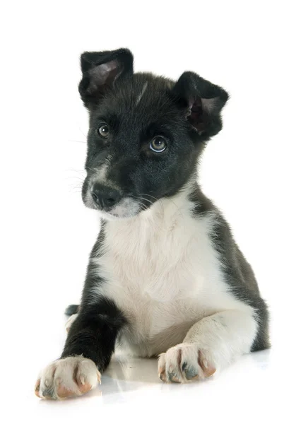 Puppy border collie — Stock Photo, Image