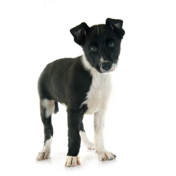 Chiot frontière collie — Photo