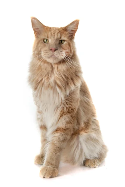 Maine Coon gato —  Fotos de Stock