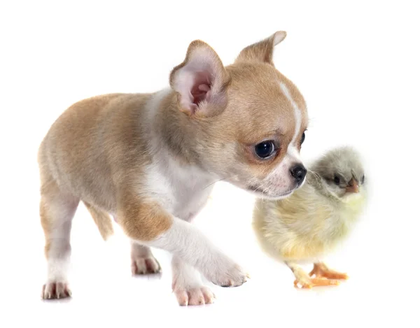 Cucciolo chihuahua e pulcino — Foto Stock