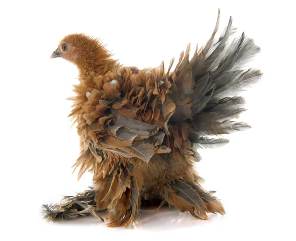 Curly Feathered chicken Pekin — Stock Photo, Image