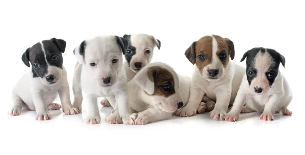 Cachorros jack russel terrier — Foto de Stock