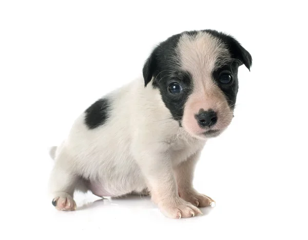 Cachorro jack russel terrier —  Fotos de Stock