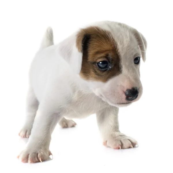 Cachorro jack russel terrier — Foto de Stock