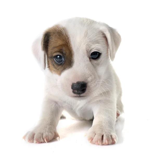 Cachorro jack russel terrier — Foto de Stock