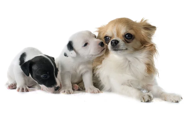 Puppies jack russel terrier and chihuahua — Stock Photo, Image