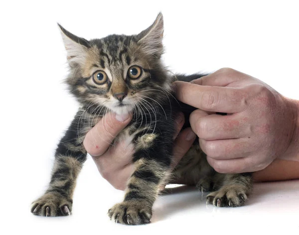 Tabby kitten — Stock Photo, Image