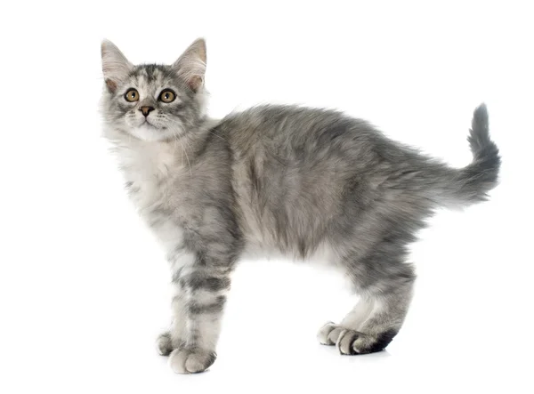 Maine coon kitten — Stock Photo, Image