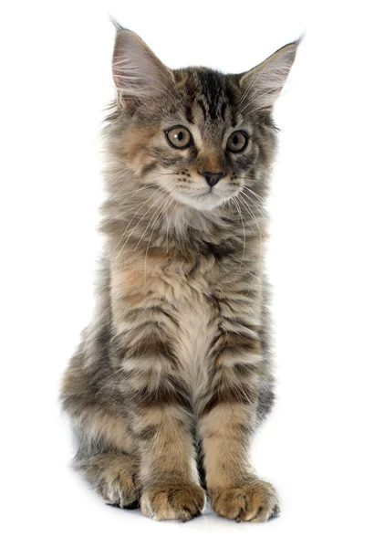 Maine coon kitten — Stock Photo, Image