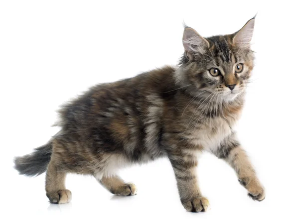 Maine coon kitten — Stock Photo, Image