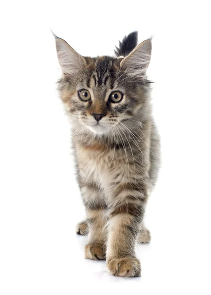 Maine Coon Kitten — Stock fotografie