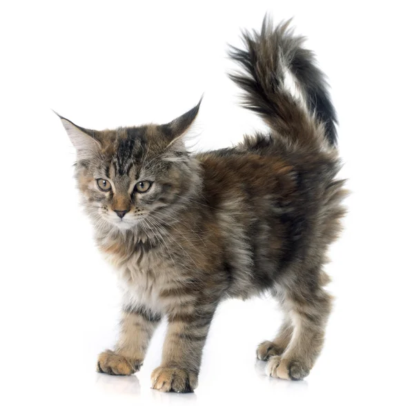 Maine Coon Kätzchen — Stockfoto