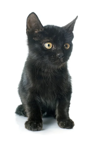 Gatito negro — Foto de Stock