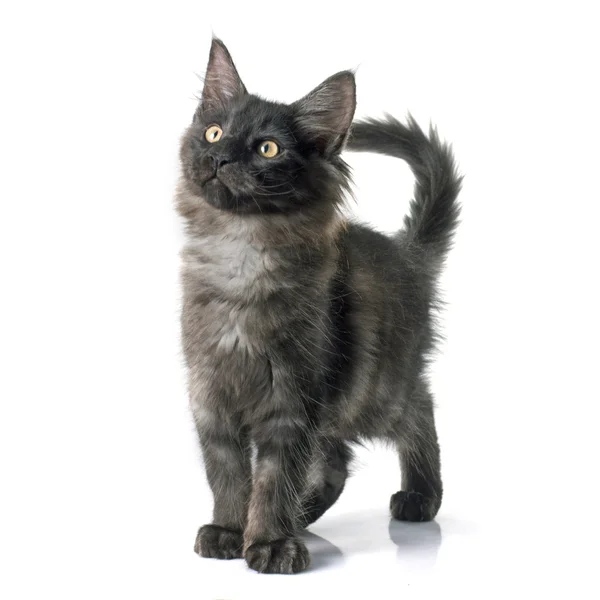 Maine Coon Kitten — Stockfoto