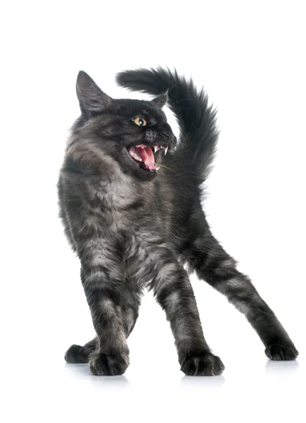 Black Cats Open Their Mouths In An Angry Meow Background, Picture