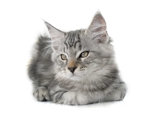 Мейн Кун кошеня — стокове фото