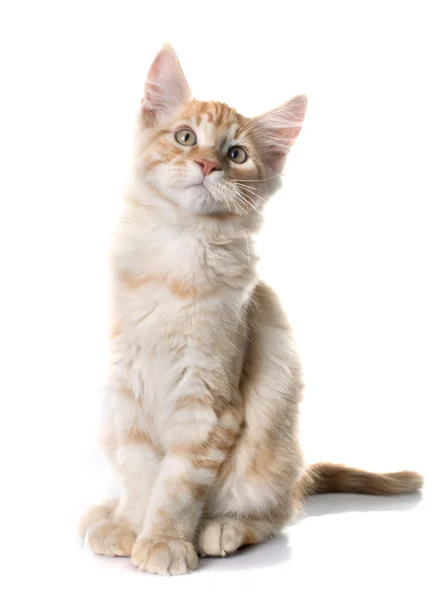 Maine coon kitten — Stock Photo, Image