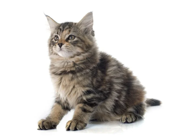 Maine coon kitten — Stock Photo, Image