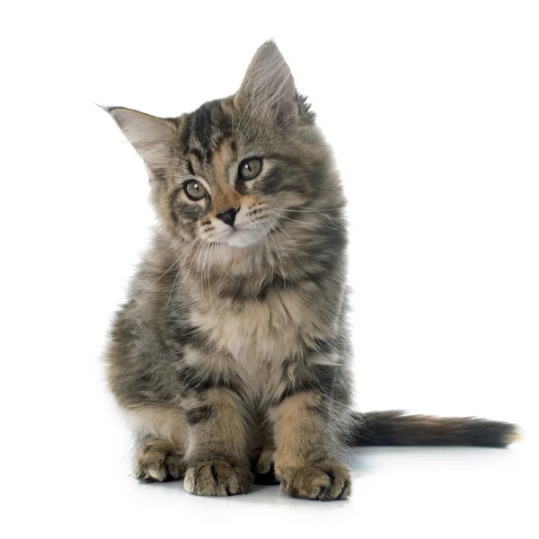 Maine coon kitten — Stock Photo, Image