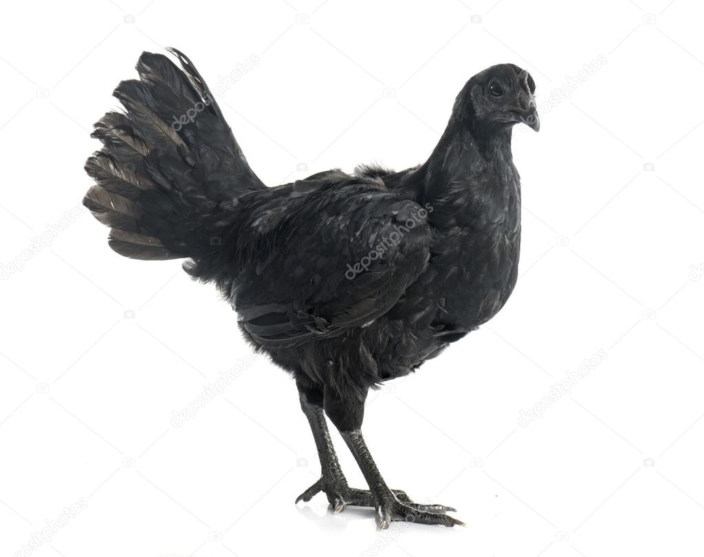 Ayam Cemani Chicken Stock Photo Image By C Cynoclub 86642350
