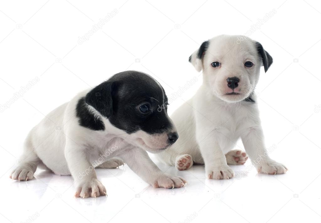 puppy jack russel terrier