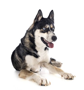 Beyaz arka plan önünde Siberian dış yapraklar