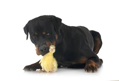 safkan Rottweiler ve beyaz arkaplanın önünde homurdanmak