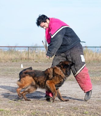 Genç Belçikalı çoban köpeği doğada güvenlik eğitimi alıyor.