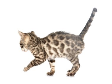 Bengal kedisi beyaz arka planda