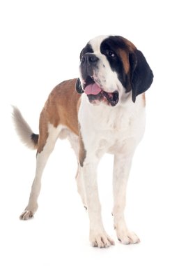 Saint bernard beyaz arka plan önünde