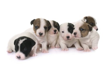 Beyaz arka planda köpek yavruları Jack Russel Teriyer