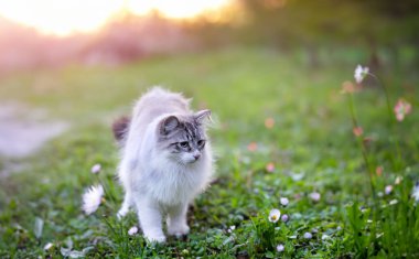 doğada mavi gözlü genç birman kedisi