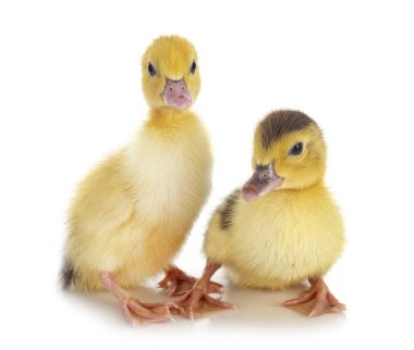 Beyaz arkaplan önünde genç ördek yavruları