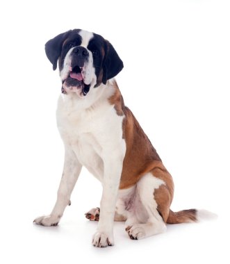Saint bernard beyaz arka plan önünde