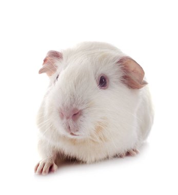 kobay beyaz arka plan önünde