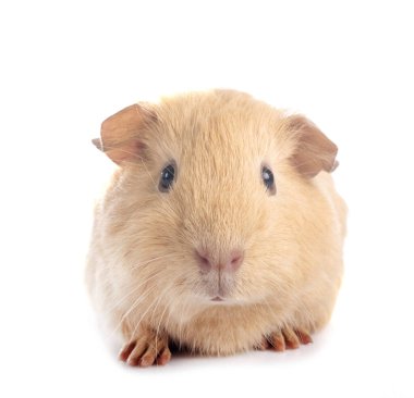 kobay beyaz arka plan önünde