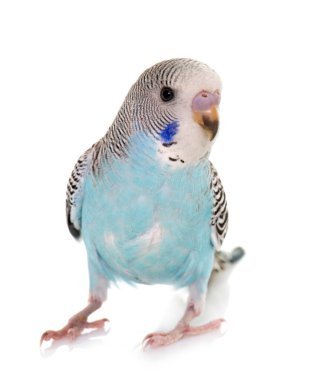 Beyaz arka plan önünde genç muhabbet kuşu