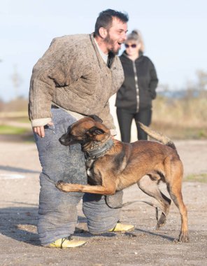 Genç Belçikalı çoban köpeği doğada güvenlik eğitimi alıyor.