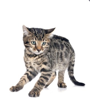 Bengal kedisi beyaz arka planda