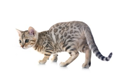 Bengal kedisi beyaz arka planda