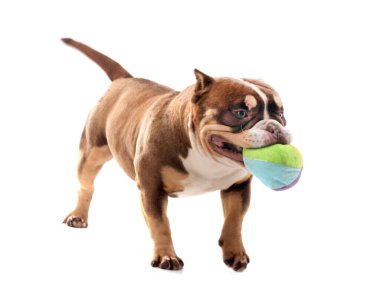 Beyaz arka plandaki büyük zorba.